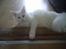 Maine Coon Kafra´s White Elista  - Vil du lege lidt- jeg er klar..
