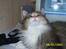 Norsk Skovkat My Joys Alberte
