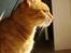 Blanding af racer Oliver - Jeg kan se en pipfugl.... :0))