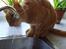 Blanding af racer Oliver - Slurp!