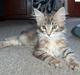 Maine Coon Alfa †