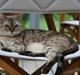 Bengal Toulouse*GIP*