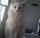 Maine Coon Kafra´s White Elista 