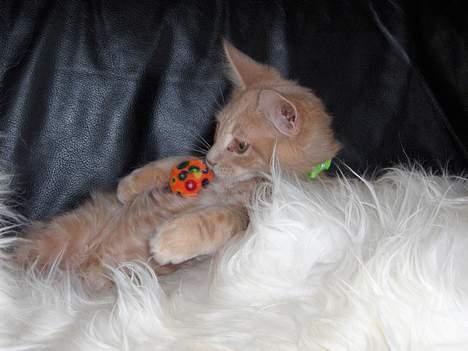 Maine Coon Bob billede 17