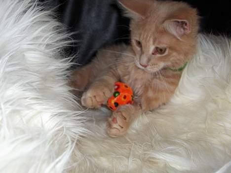 Maine Coon Bob billede 18