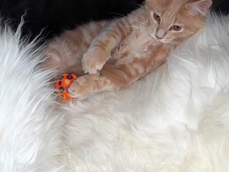 Maine Coon Bob billede 19