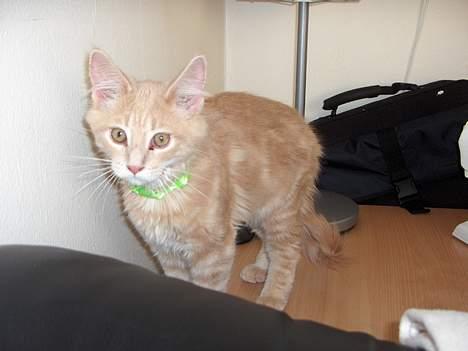 Maine Coon Bob billede 20