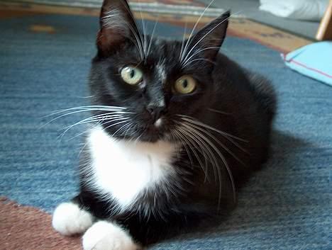 Blanding af racer Missemor billede 1