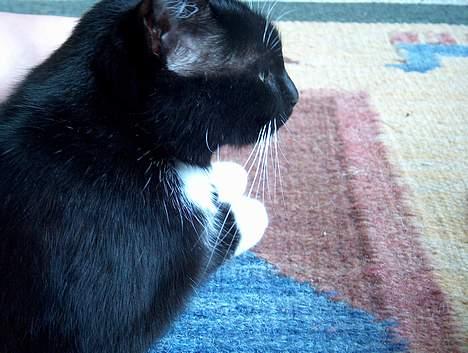 Blanding af racer Missemor billede 2