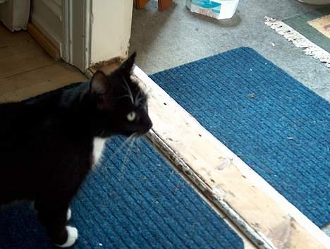 Blanding af racer Missemor billede 3