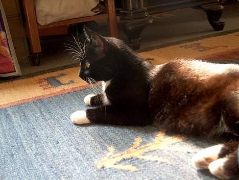 Blanding af racer Missemor billede 4