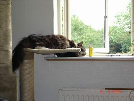 Maine Coon Bastian billede 5