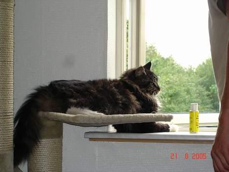 Maine Coon Bastian billede 6