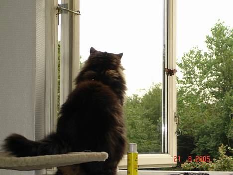 Maine Coon Bastian billede 7