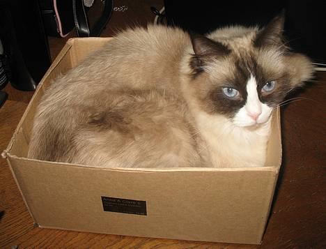 Ragdoll Aslan - "cat in a box" haha billede 19