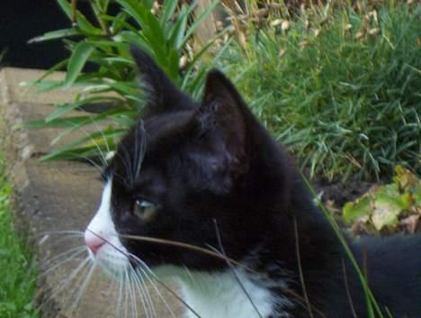 Blanding af racer Vera - Hov, hvad var det? billede 1