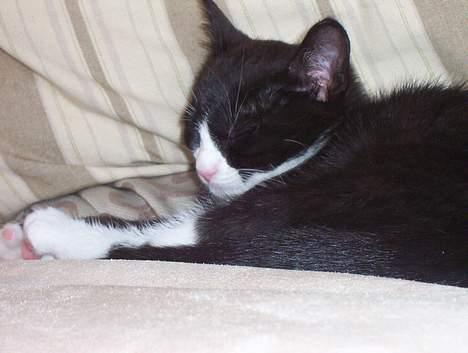 Blanding af racer Vera - Dejligt at slappe af billede 2