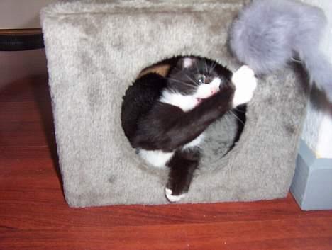 Blanding af racer Vera - ihh, kom nu her din mus! billede 3