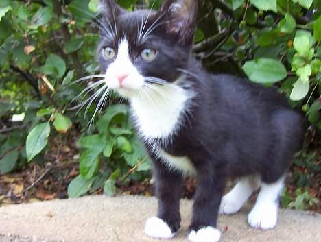 Blanding af racer Vera - Hov, der er en hund! Så skal der drilles. billede 4