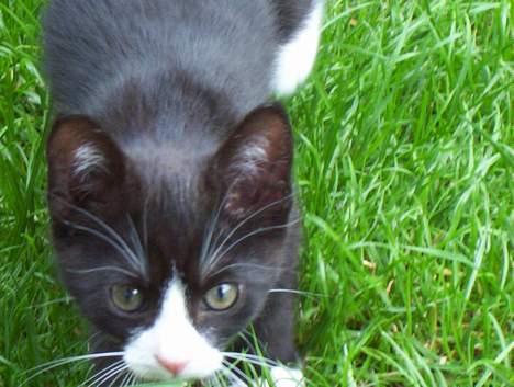 Blanding af racer Vera - Jeg er på jagt! Pas på mig! >GRR.. billede 5