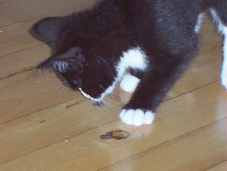 Blanding af racer Vera - YES! jeg fangede en flue.. billede 6