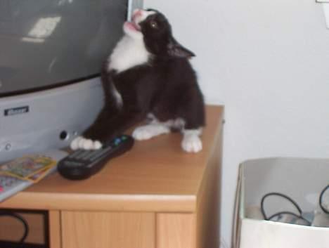 Blanding af racer Vera - Arj! Vi skal ikke se det! Vi skal se cartoon.. billede 7