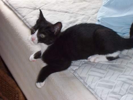 Blanding af racer Vera - Er jeg ikke bare sød? =) billede 8