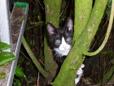 Blanding af racer Vera - Halløj! billede 9