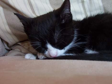 Blanding af racer Vera - ZzzzZzzzzZzzz billede 10