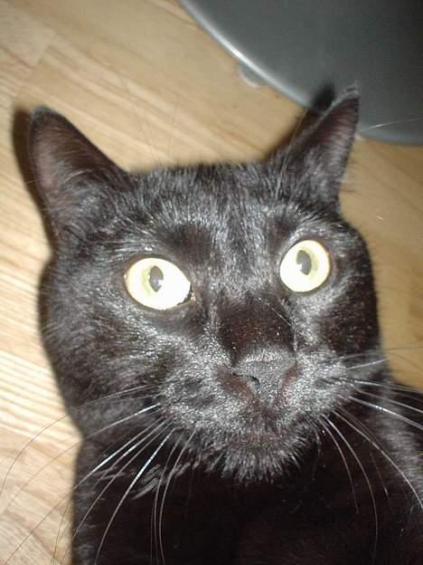 Blanding af racer Majse billede 10