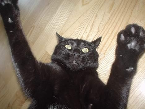 Blanding af racer Majse billede 11