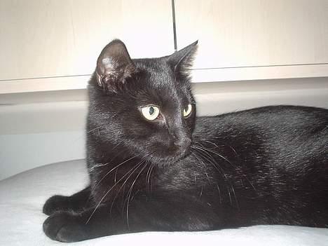 Blanding af racer Majse billede 12