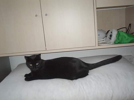 Blanding af racer Majse billede 13