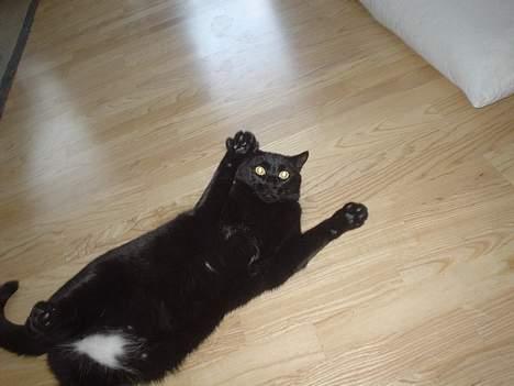 Blanding af racer Majse billede 14