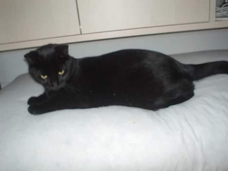 Blanding af racer Majse billede 15