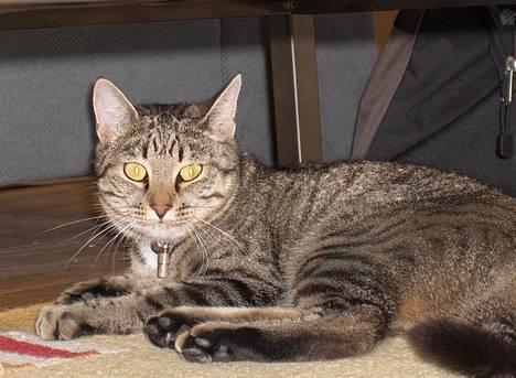 Blanding af racer Muffe - Er jeg ikke dejlig? billede 1