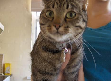 Blanding af racer Muffe - Lille fine Muffe billede 2