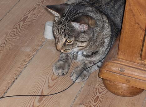 Blanding af racer Muffe - Lille Muffe billede 3