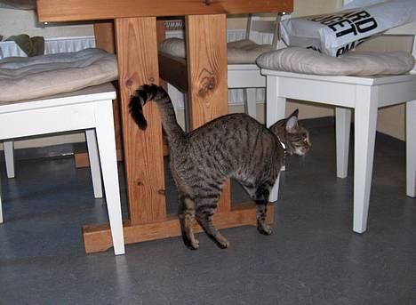 Blanding af racer Muffe - Lille Muffe billede 4