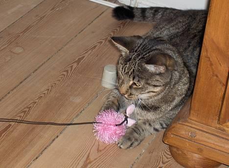 Blanding af racer Muffe - Muffe der leger..hehe billede 5