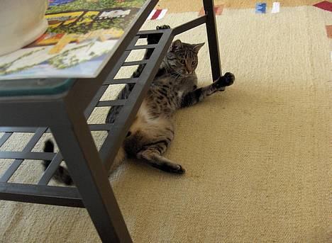 Blanding af racer Muffe - Muffe i leg billede 6