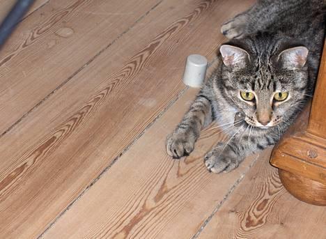 Blanding af racer Muffe - Muffe  billede 7