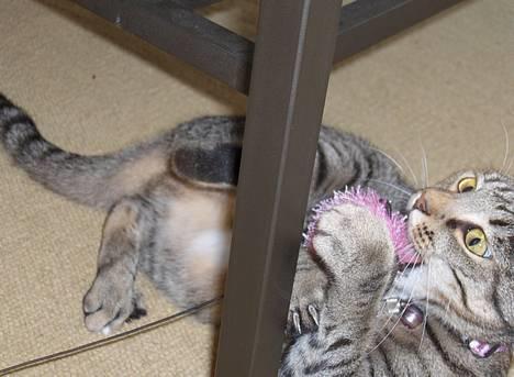 Blanding af racer Muffe - Muffe i leg billede 8