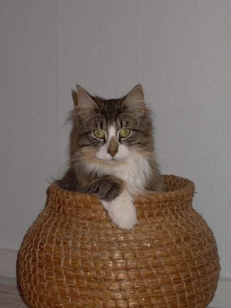 Norsk Skovkat Thyra Danebod - Thyra Danebod billede 1