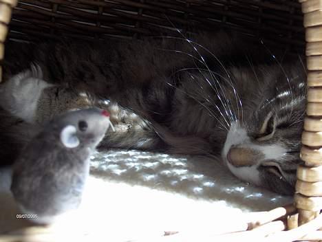 Norsk Skovkat Thyra Danebod - Puttetid billede 2