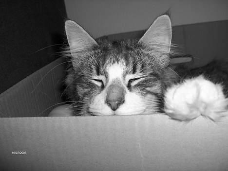 Norsk Skovkat Thyra Danebod - Leg i en flyttekasse billede 3