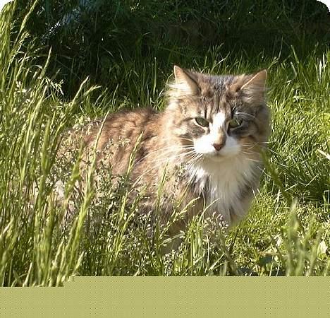 Norsk Skovkat Thyra Danebod - Udendørs leg billede 5