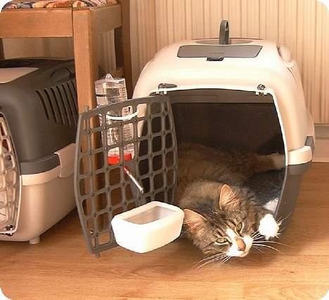 Norsk Skovkat Thyra Danebod - Afslapning billede 6