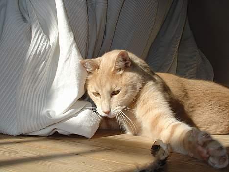 Blanding af racer Nugga Boris billede 11