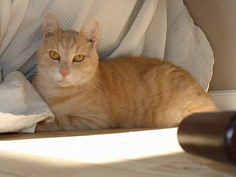 Blanding af racer Nugga Boris billede 12